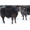 Image 3 : Coteau Ranch - 625# Steers - 60 Head (Kisbey, SK)