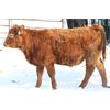 Image 5 : Coteau Ranch - 625# Steers - 60 Head (Kisbey, SK)