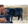 Image 6 : Barfus Farms - 800# Steers - 156 Head (Hillspring, AB)