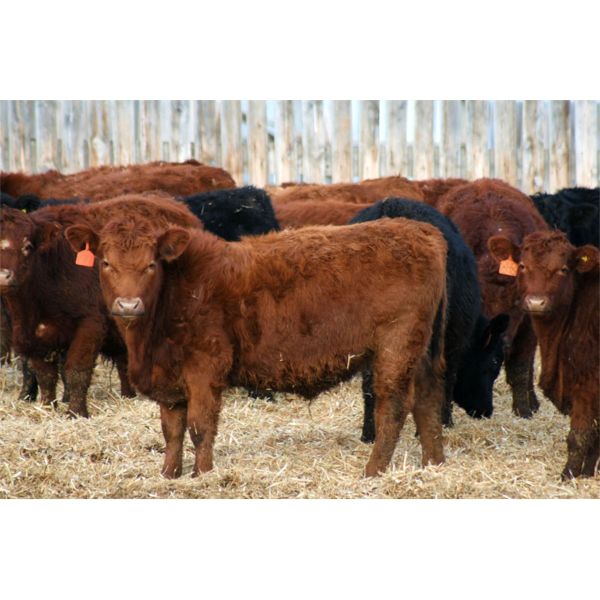 Barfus Farms - 690# Steers - 90 Head (Hillspring, AB)