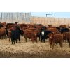 Image 2 : Barfus Farms - 690# Steers - 90 Head (Hillspring, AB)