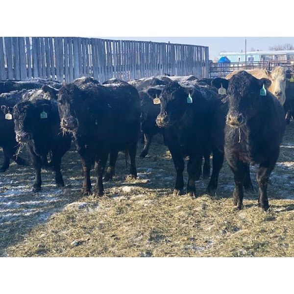 U8 Farming Black Angus X 2nd Calvers 19 Head (Beiseker, AB) Team