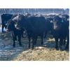 Image 2 : U8 Farming - Black Angus X 2nd Calvers - 19 Head (Beiseker, AB)