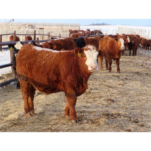 Hebert Livestock Ventures - 670# Steers - 200 Head (Wawota, SK)