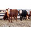 Image 3 : Hebert Livestock Ventures - 670# Steers - 200 Head (Wawota, SK)