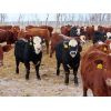 Image 6 : Hebert Livestock Ventures - 670# Steers - 200 Head (Wawota, SK)
