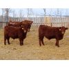 Image 7 : Hebert Livestock Ventures - 670# Steers - 200 Head (Wawota, SK)