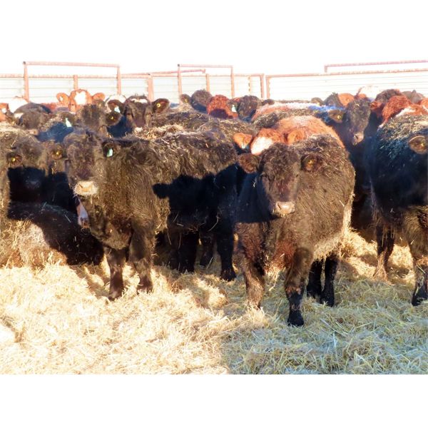 Dog River Ranch - 830# Steers - 70 Head (Corning, SK)