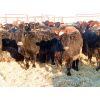 Image 1 : Dog River Ranch - 830# Steers - 70 Head (Corning, SK)