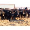 Image 3 : Dog River Ranch - 830# Steers - 70 Head (Corning, SK)