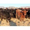 Image 4 : Dog River Ranch - 830# Steers - 70 Head (Corning, SK)