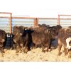 Image 5 : Dog River Ranch - 830# Steers - 70 Head (Corning, SK)