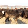 Image 6 : Dog River Ranch - 830# Steers - 70 Head (Corning, SK)