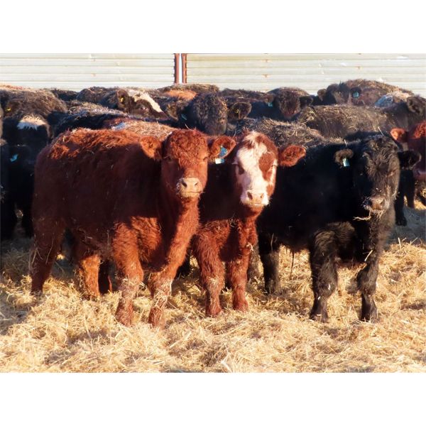 Dog River Ranch - 720# Steers - 70 Head (Corning, SK)