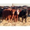 Image 1 : Dog River Ranch - 720# Steers - 70 Head (Corning, SK)
