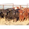 Image 2 : Dog River Ranch - 720# Steers - 70 Head (Corning, SK)