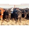 Image 3 : Dog River Ranch - 720# Steers - 70 Head (Corning, SK)