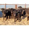 Image 4 : Dog River Ranch - 720# Steers - 70 Head (Corning, SK)