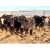 Image 5 : Dog River Ranch - 720# Steers - 70 Head (Corning, SK)