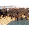 Image 6 : Dog River Ranch - 720# Steers - 70 Head (Corning, SK)