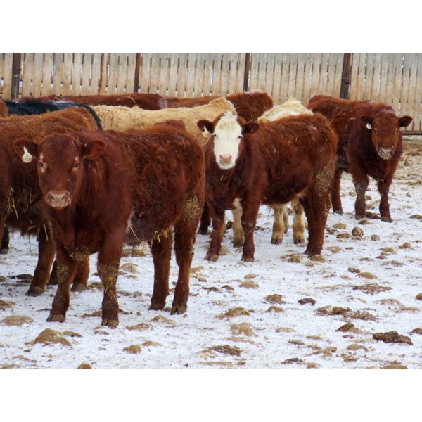 Jeff & Bonnie Resch - 850# Steers - 73 Head (Leader, SK)