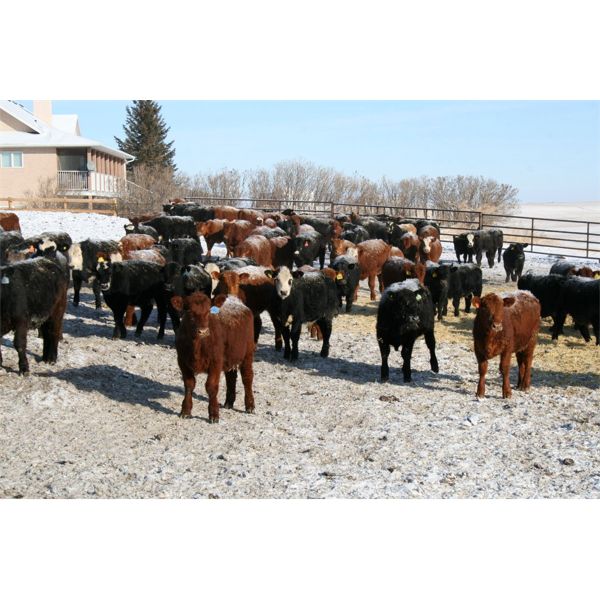 Van Driel Farms - 580# Steers - 210 Head (Fort Macleod, AB)