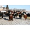 Image 1 : Van Driel Farms - 580# Steers - 210 Head (Fort Macleod, AB)