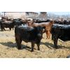 Image 3 : Van Driel Farms - 580# Steers - 210 Head (Fort Macleod, AB)