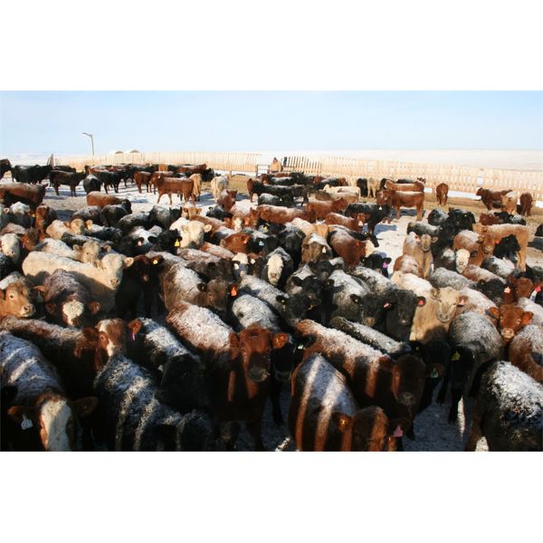 Van Driel Farms - 550# Heifers - 290 Head (Fort Macleod, AB)