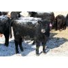 Image 5 : Van Driel Farms - 550# Heifers - 290 Head (Fort Macleod, AB)