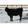 Image 7 : Van Driel Farms - 550# Heifers - 290 Head (Fort Macleod, AB)