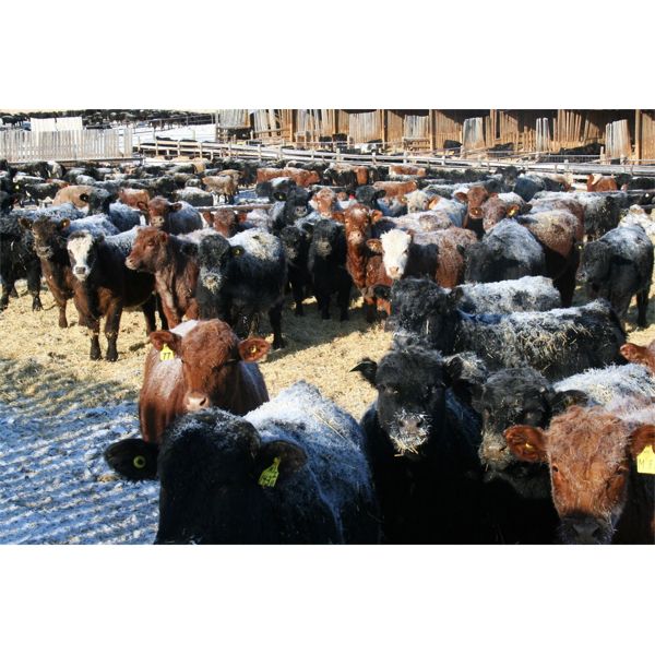 Van Driel Farms  - 750# Steers - 85 Head (Fort Macleod, AB)