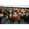 Image 2 : Van Driel Farms  - 750# Steers - 85 Head (Fort Macleod, AB)