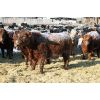 Image 3 : Van Driel Farms  - 750# Steers - 85 Head (Fort Macleod, AB)