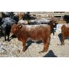 Image 5 : Van Driel Farms  - 750# Steers - 85 Head (Fort Macleod, AB)