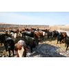 Image 1 : Van Driel Farms - 750# Heifers - 90 Head (Fort Macleod, AB)
