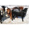 Image 2 : Van Driel Farms - 750# Heifers - 90 Head (Fort Macleod, AB)