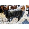 Image 3 : Van Driel Farms - 750# Heifers - 90 Head (Fort Macleod, AB)