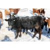 Image 5 : Van Driel Farms - 750# Heifers - 90 Head (Fort Macleod, AB)