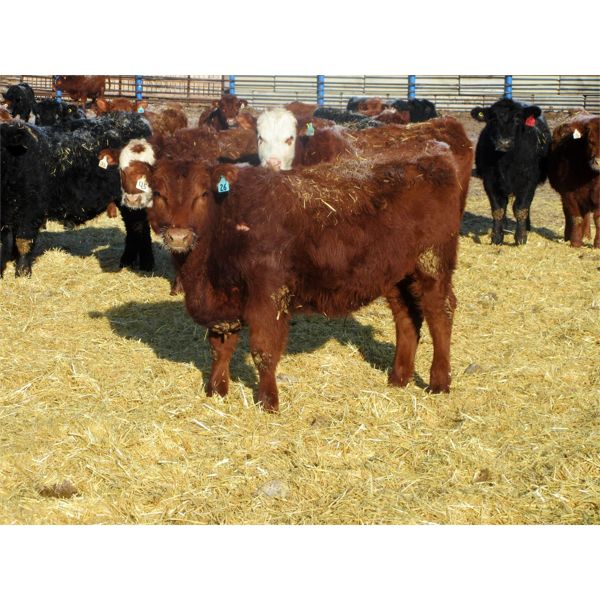 Jack Osadczuk - 788# Steers - 222 Head (Patricia, AB)