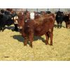 Image 1 : Jack Osadczuk - 788# Steers - 222 Head (Patricia, AB)