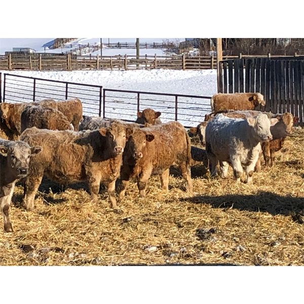 Reilly Lake Ranching - 850# Steers - 70 Head (Lloydminster, AB)