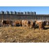 Image 2 : Reilly Lake Ranching - 850# Steers - 70 Head (Lloydminster, AB)