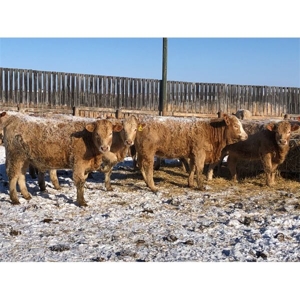 Reilly Lake Ranching - 850# Heifers - 70 Head (Lloydminster, AB)