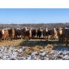 Image 2 : Reilly Lake Ranching - 850# Heifers - 70 Head (Lloydminster, AB)