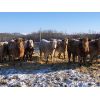 Image 3 : Reilly Lake Ranching - 850# Heifers - 70 Head (Lloydminster, AB)