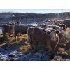 Image 4 : Reilly Lake Ranching - 850# Heifers - 70 Head (Lloydminster, AB)