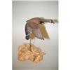 Image 1 : 8 1/2" H.J. WHITE MINIATURE BIRD CARVING - MI