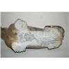 Image 3 : 6" INUIT STONE CARVING OF BULL WALRUS W/ BONE