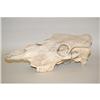 Image 2 : 20" BLEACHED ANIMAL SKULL - BLEACHED ANIMAL S